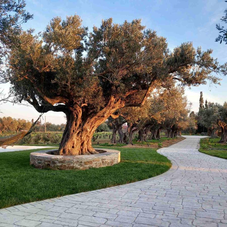 Peristerionas Estate Διαμέρισμα Κάρυστος Εξωτερικό φωτογραφία